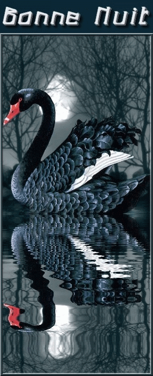bonn-nuit-cygne_1_2_1_1.gif